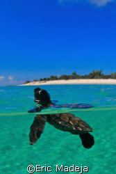 This baby Hawksbill Turtle seemed to look back at the bea... by Eric Madeja 